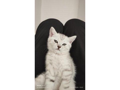 Silver güzellik british shorthair kedimiz