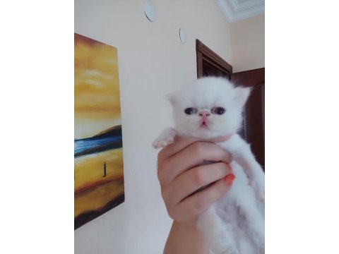 Persian bebeklerimiz