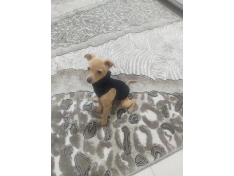 Tarçın evcil chihuahua