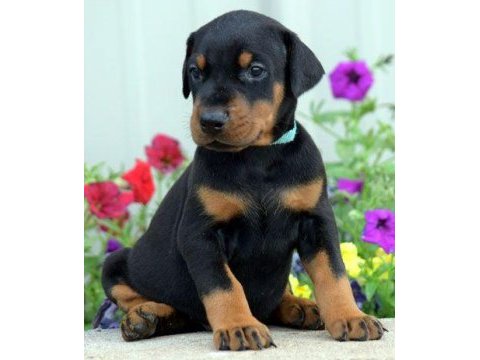 Sağlık ve ırk garanti doberman