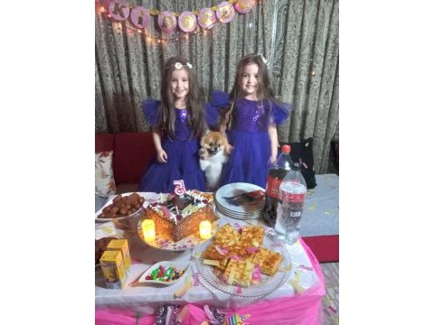 13 aylık pomeranian
