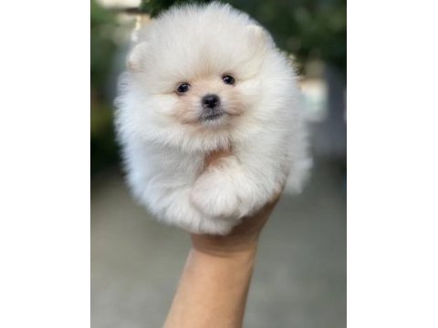 Görenin aşık olduğu bembeyaz pomeranian boo