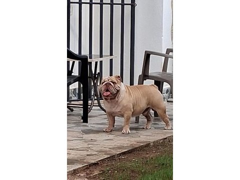Premium egzotik ingiliz bulldog özel dost