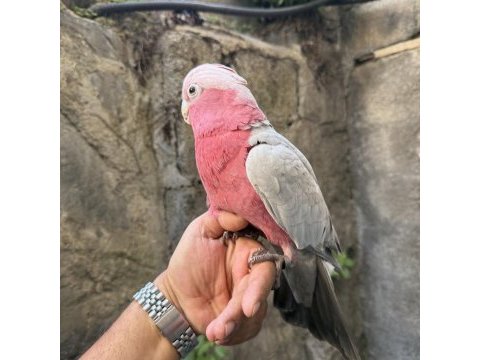 Evcil gül kakadu papağanı