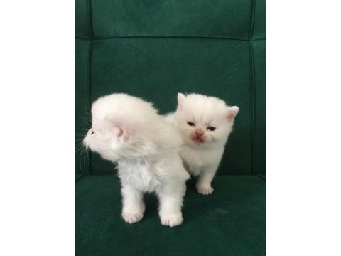 Baba secereli safkan british shorthair yavrular