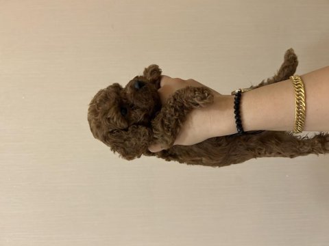 Toy poodle 38 günlük