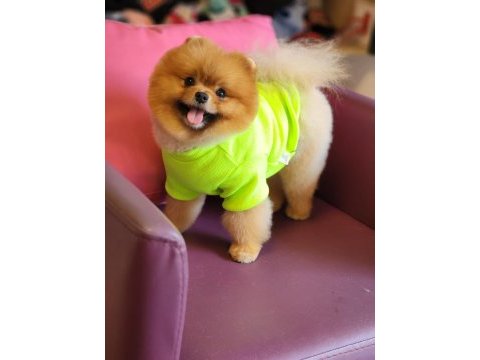Efsane 1.5 yaşında pomeranian erkek izmir