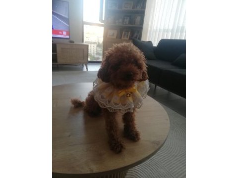 Toy poodle köpeğimiz