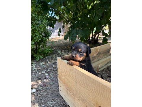 Dişi rottweiler köpeği
