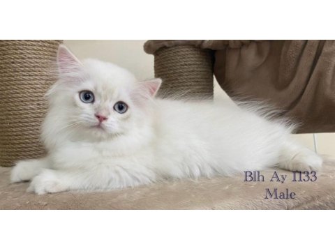 Saf kan british longhair