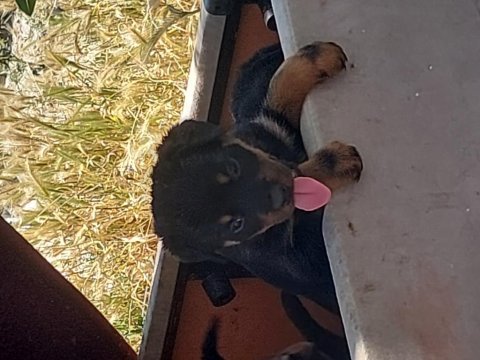 Irk garantili rottweiler yavruları