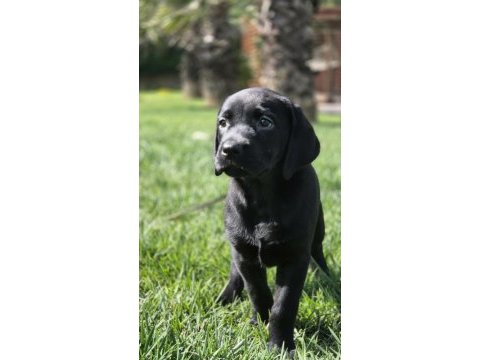 Üst kalite labrador retriever yavruları muhteşem formda
