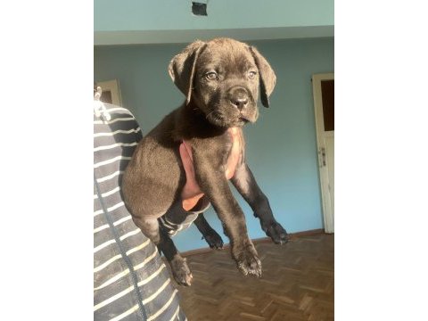 A şecereli dünya şampiyonu torunu dişi cane corsolar