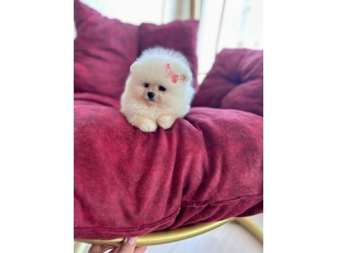 Oyuncak gibi mini boy erkek ve dişi pomeranian yavrular