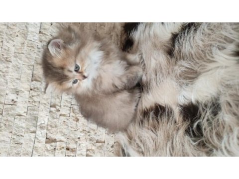 Golden güzel bal kedimiz teslime hazır