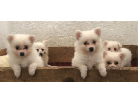 Spitz pomeranian bebekler