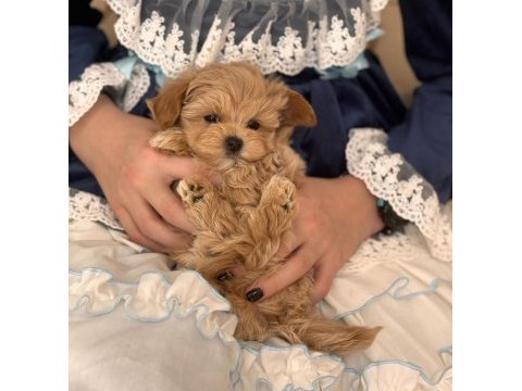 Kore maltipoo