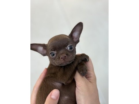 Çikolata prenses chihuahua