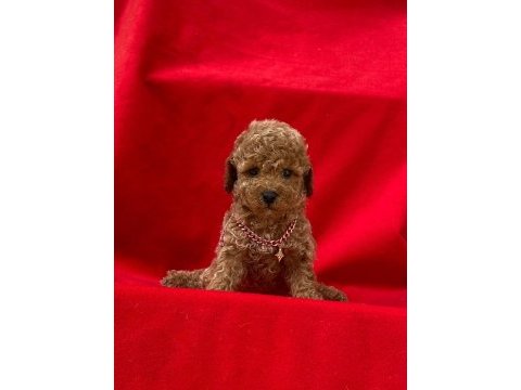 Safkan ve ırk garantili poodle yavrularımız