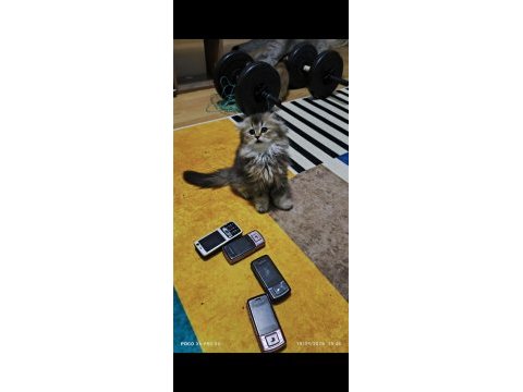 Scottish fold longhair