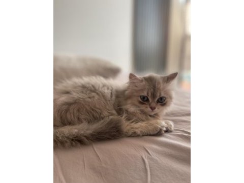 Yavru 2.5 ay british longhair