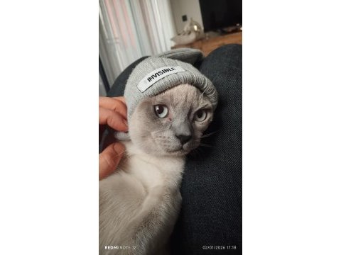 Erkek siyam kırık kuyruk