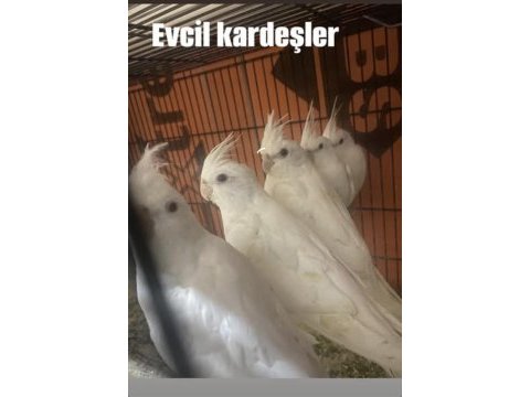 Albino mutasyonu sultan papağanı