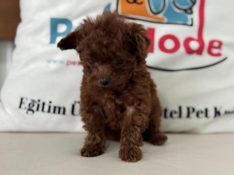 Petmode köpek çiftliğinden tea cup poodle yavrular