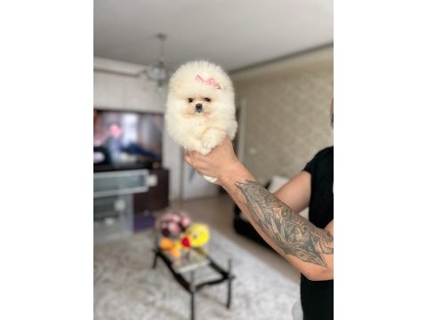 Orijinal pomeranian boo 2 dişi ve 2 erkek bebekler