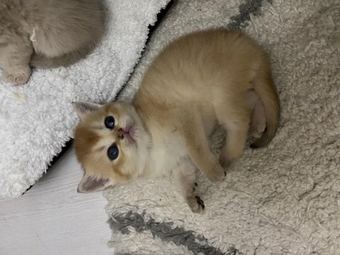 Golden british shorthair bebekler