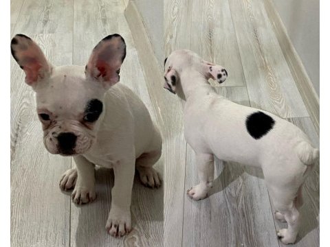 3 aylık safkan french bulldog bebekler