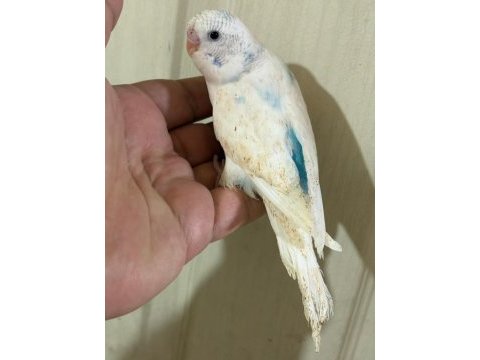 31 günlük konuşturmalık bebek muhabbet kuşu