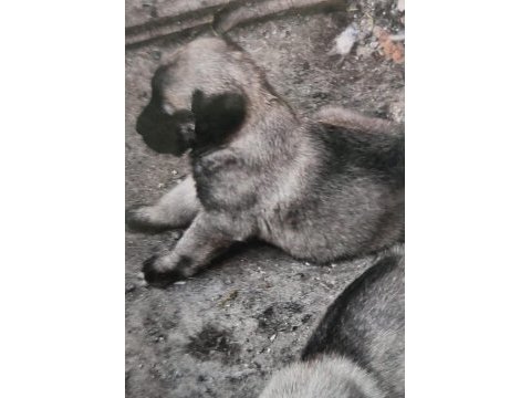 Dev ırk anadolu çoban köpeği