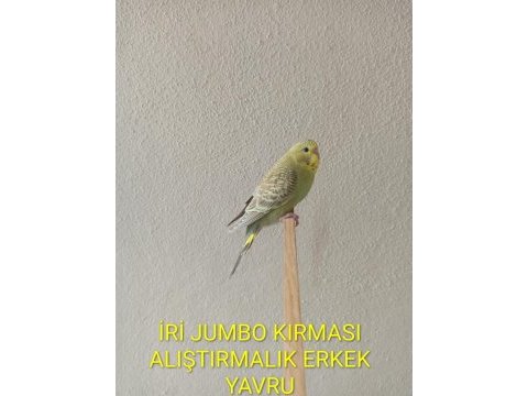 Yeni yeme düşmüş uysal renk güzeli yavru muhabbet