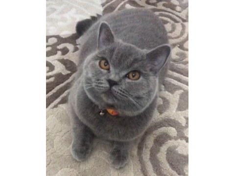 Scottish fold 10 aylık erkek