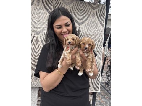 Ufacık maltipoo yavrularım
