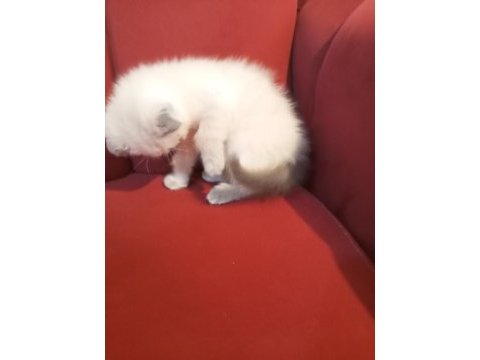 İzmir üçyol scottish fold kedilerim