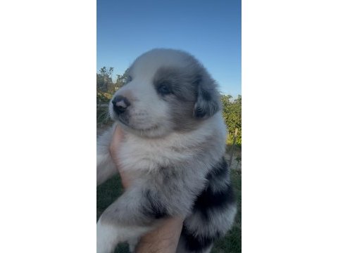 Süper kalite mavi gözlü merle french bulldog yavrular
