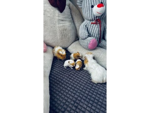 Ginepig yavruları