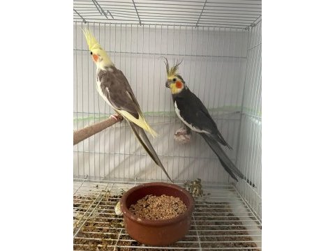 Yumurtalı sultan papağanı çift alıcısına uçar bakıcı
