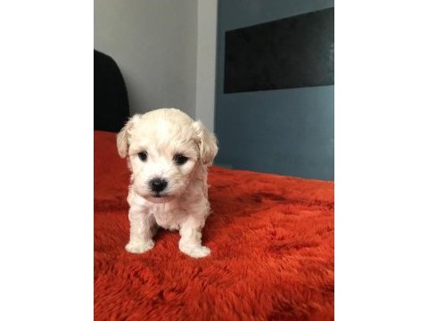 Maltipoo köpeği bebeklerim