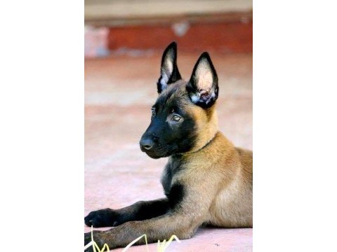 Belçika kurdu (malinois)