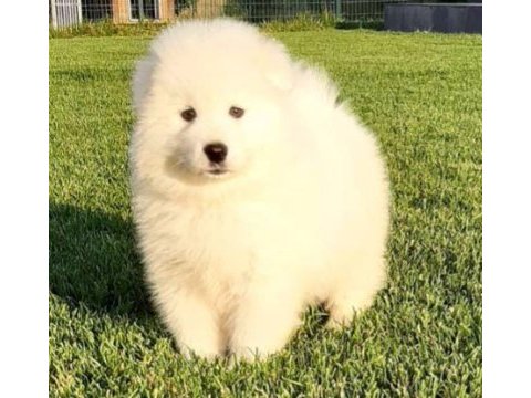 Elit patiler farkıyla samoyed yavrular