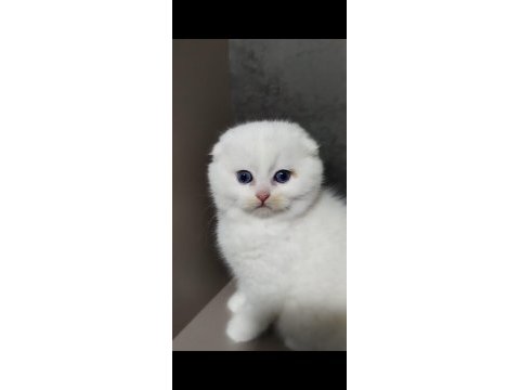 Şecereli babanın scottish fold bebeği