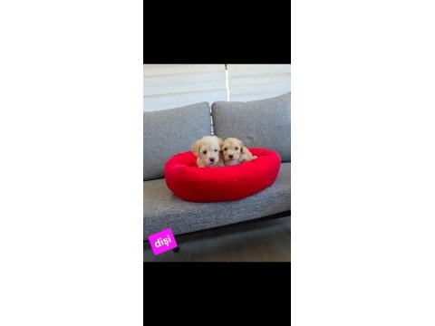 Maltipoo miniklerim