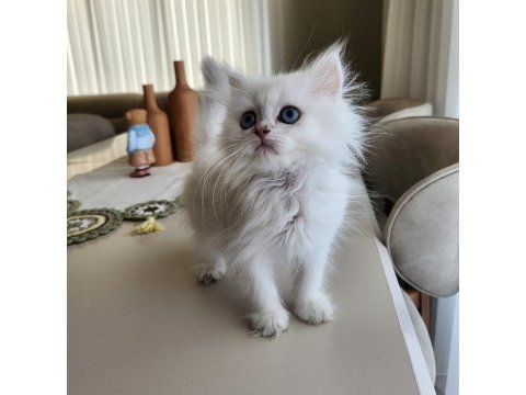 Silver point british longhair ny1233 blue eyes