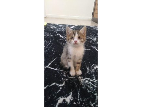 2 aylık görme engelli yavru kedimiz