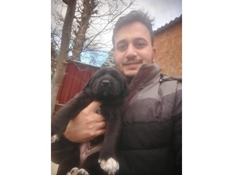 Anadolu çoban köpeği yavruları