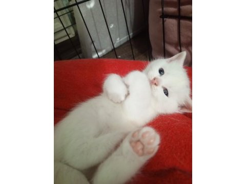 Baba ns1133 anne scottish fold