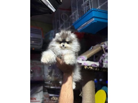 Pomeranian boo bebekler